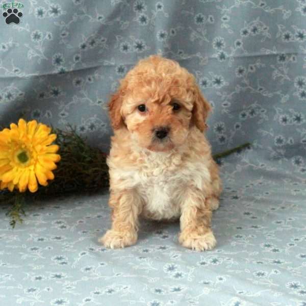 Teddy, Miniature Poodle Puppy