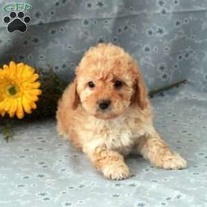 Teddy, Miniature Poodle Puppy