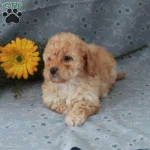 Teddy, Miniature Poodle Puppy