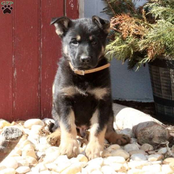 Teddy, German Shepherd Puppy