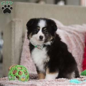 Teddy, Miniature Australian Shepherd Puppy