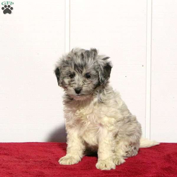 Tenley, Mini Bernedoodle Puppy