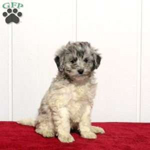 Tenley, Mini Bernedoodle Puppy