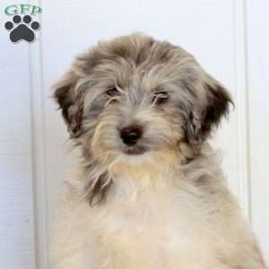 Tenley, Mini Bernedoodle Puppy