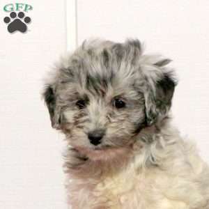 Tenley, Mini Bernedoodle Puppy