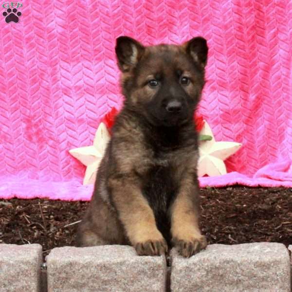 Teresa, German Shepherd Puppy