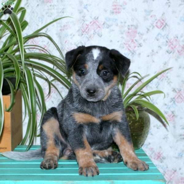 Tessa, Blue Heeler – Australian Cattle Dog Puppy