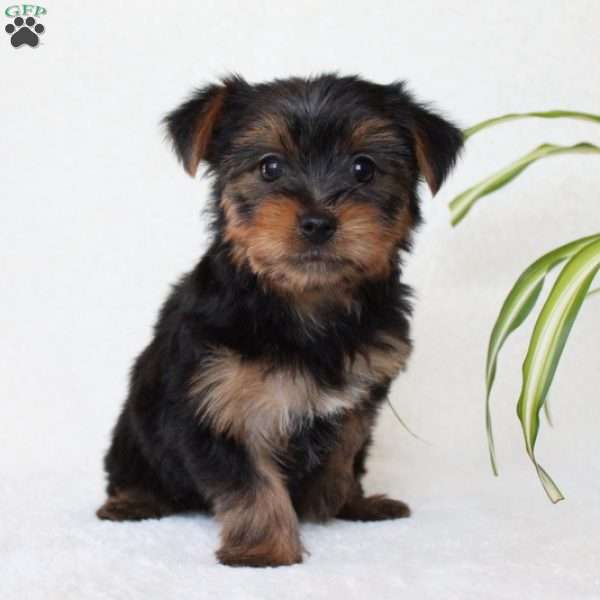 Tessa, Morkie / Yorktese Puppy