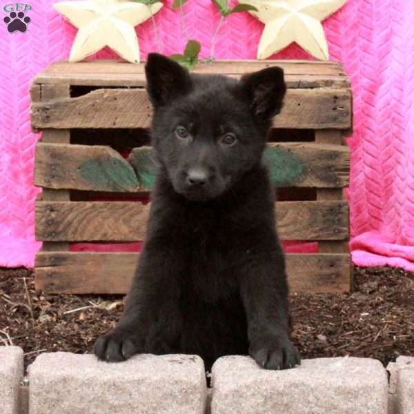 Tessa, German Shepherd Puppy