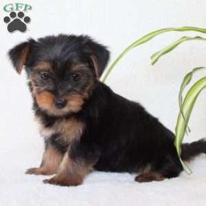 Tessa, Morkie / Yorktese Puppy