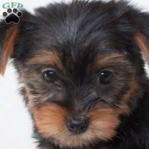 Tessa, Morkie / Yorktese Puppy