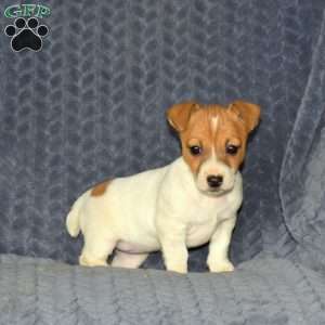 Tessie, Jack Russell Terrier Puppy