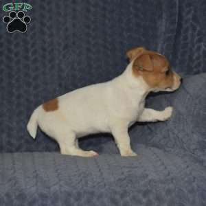 Tessie, Jack Russell Terrier Puppy