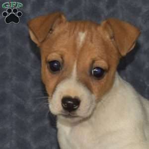 Tessie, Jack Russell Terrier Puppy