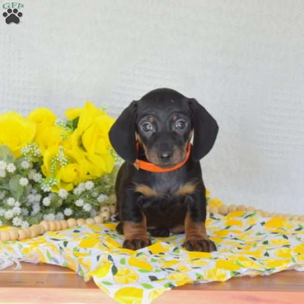 Tex-Mini, Dachshund Puppy