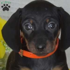 Tex-Mini, Dachshund Puppy