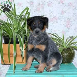 Thea, Blue Heeler – Australian Cattle Dog Puppy