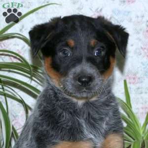 Thea, Blue Heeler – Australian Cattle Dog Puppy