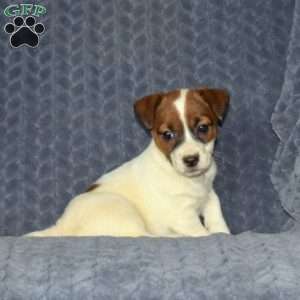 Theresa, Jack Russell Terrier Puppy