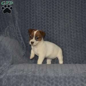 Theresa, Jack Russell Terrier Puppy