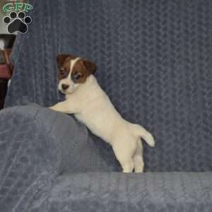 Theresa, Jack Russell Terrier Puppy