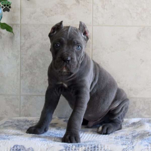 Thomas, Cane Corso Puppy