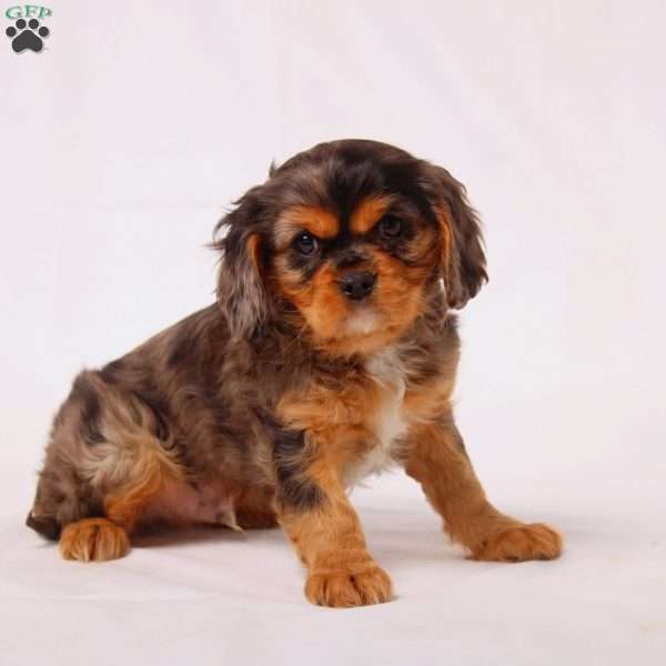 Tiger, Cavalier King Charles Spaniel Puppy