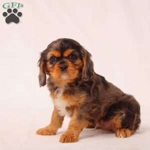 Tiger, Cavalier King Charles Spaniel Puppy