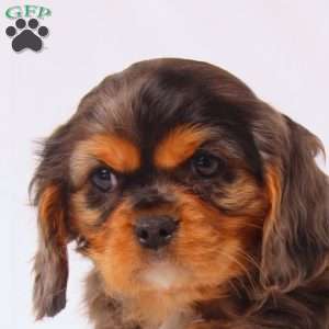 Tiger, Cavalier King Charles Spaniel Puppy