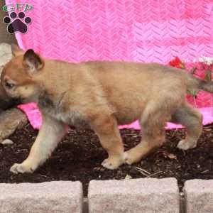 Tillie, German Shepherd Puppy