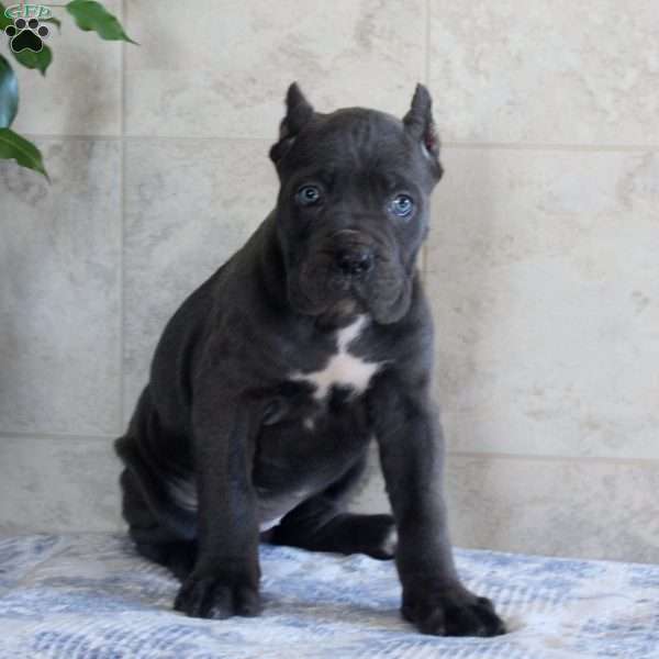 Tilly, Cane Corso Puppy