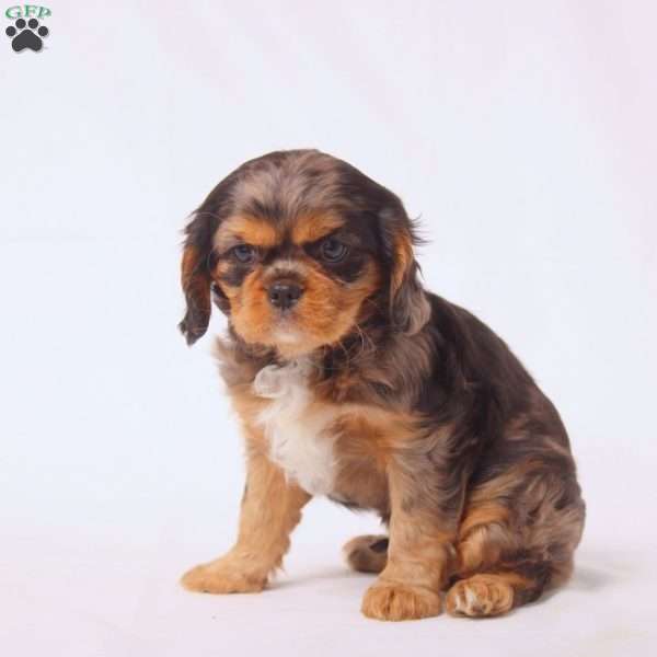 Tilly, Cavalier King Charles Spaniel Puppy