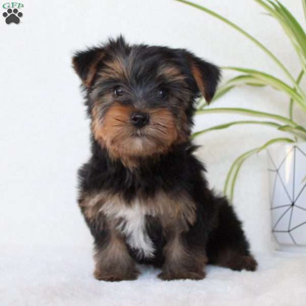 Tilly, Morkie / Yorktese Puppy