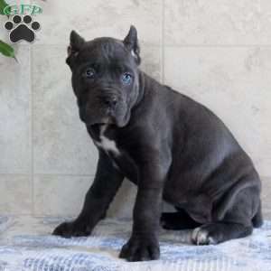 Tilly, Cane Corso Puppy