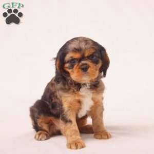 Tilly, Cavalier King Charles Spaniel Puppy