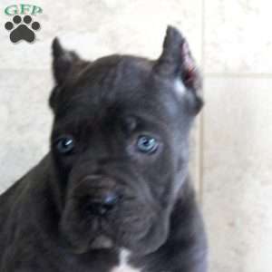 Tilly, Cane Corso Puppy