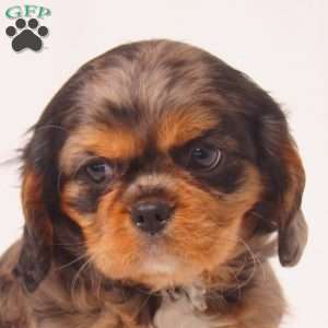 Tilly, Cavalier King Charles Spaniel Puppy