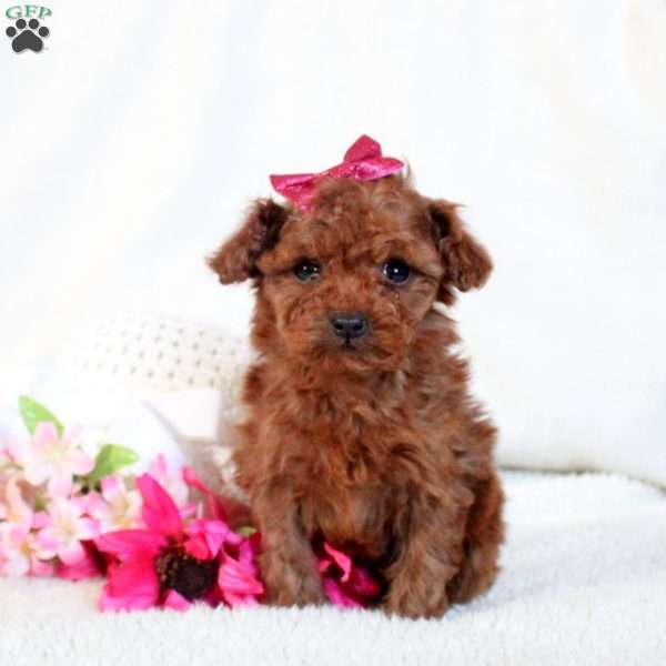 Tilly, Toy Poodle Puppy