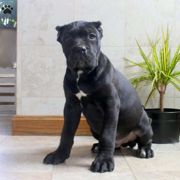 Tim, Cane Corso Puppy