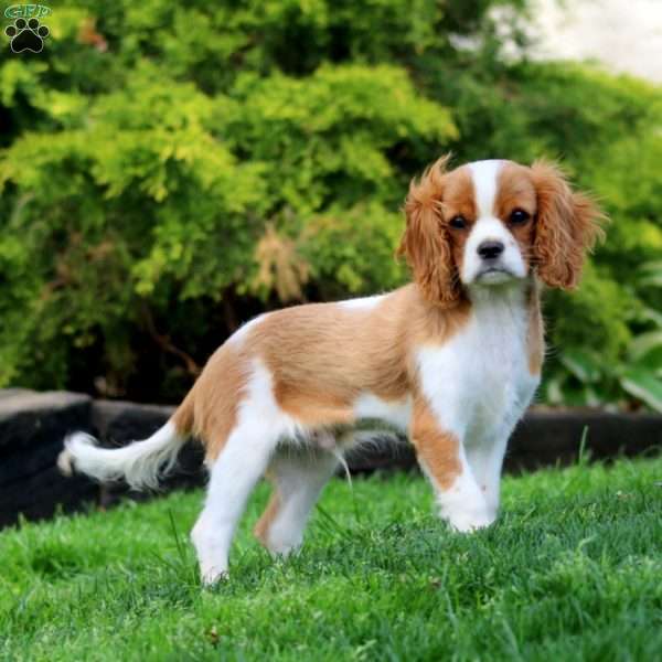 Timmy, Cavalier King Charles Spaniel Puppy