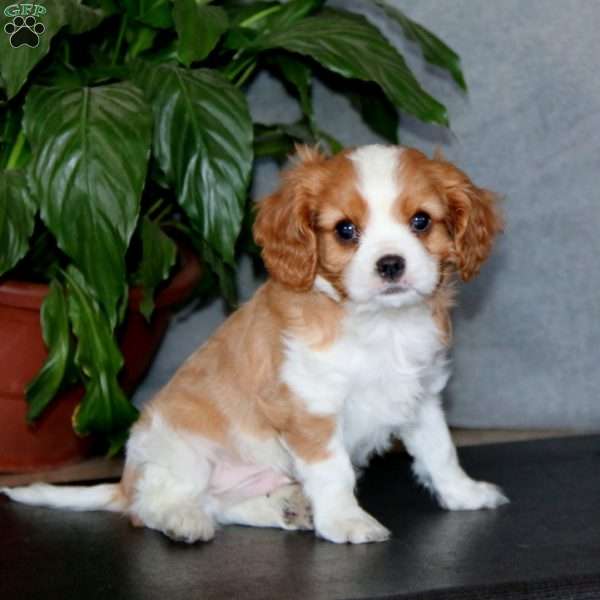 Timmy, Cavalier King Charles Spaniel Puppy