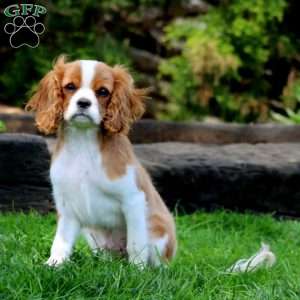 Timmy, Cavalier King Charles Spaniel Puppy