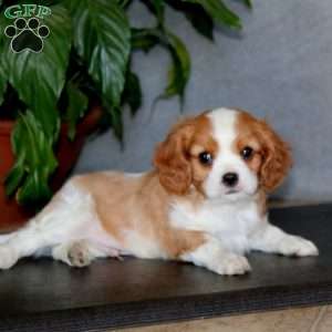 Timmy, Cavalier King Charles Spaniel Puppy