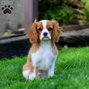 Timmy, Cavalier King Charles Spaniel Puppy
