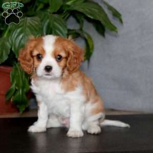 Timmy, Cavalier King Charles Spaniel Puppy