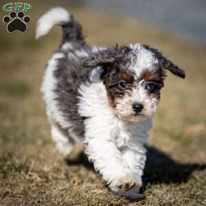 Timon, Cavapoo Puppy