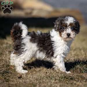 Timon, Cavapoo Puppy