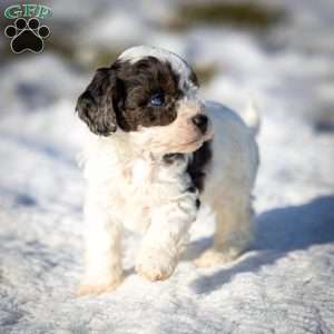 Timon, Cavapoo Puppy