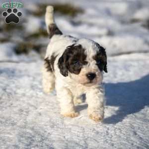 Timon, Cavapoo Puppy