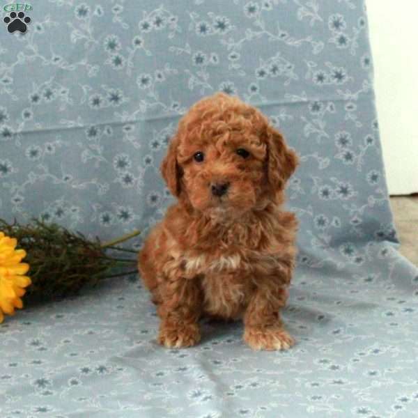 Timothy, Miniature Poodle Puppy